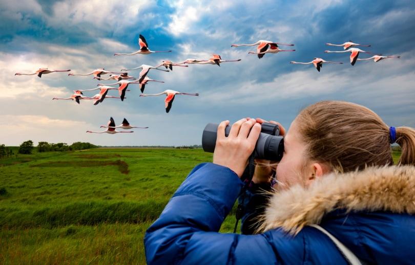 Best Binoculars for Bird Watching in 2026 | A Complete Buying Guide by INJIE Optics