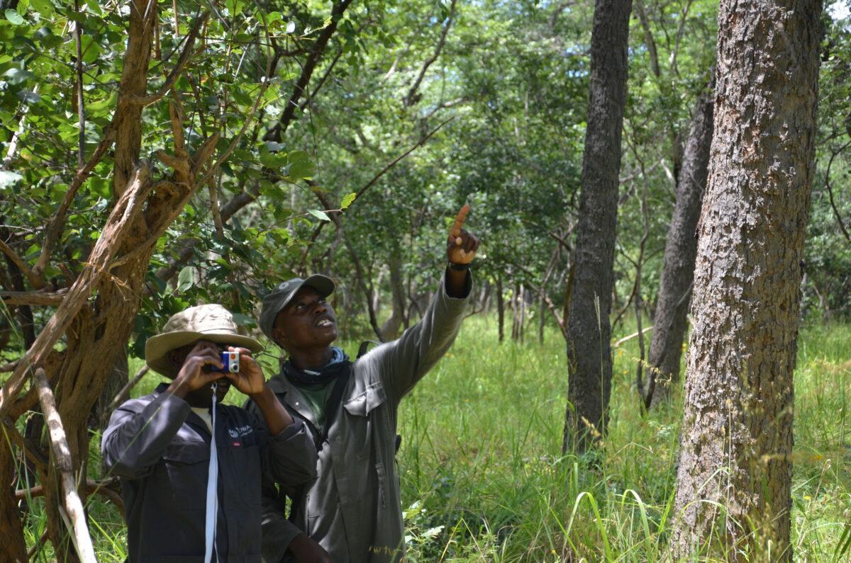 INJIE Optics Laser Rangefinders for Wildlife Conservation and Ecological Research