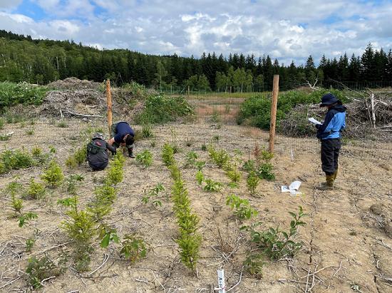 INJIE Optics Laser Rangefinders for Reforestation | Professional Forestry Measurement Solutions